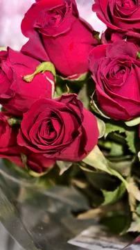 Roses Stock Photos