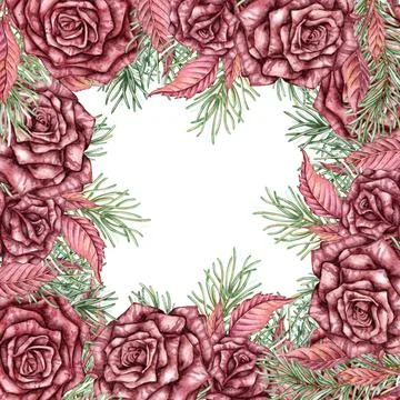 Roses pine branches frame square watercolor Stock Illustration