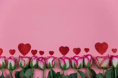 Roses on pink background February 14 Valentine's Day Stock Photos