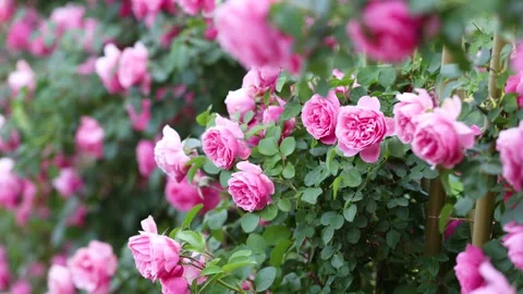The roses planted in the park Stock-Footage 346504270