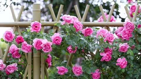 The roses planted in the park Video stock 346504315