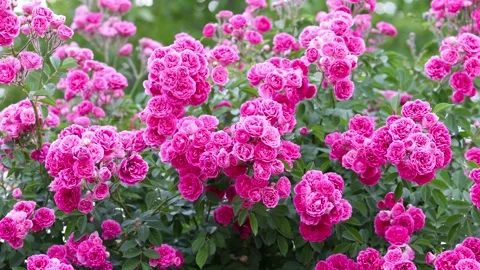 The roses planted in the park Stock-Footage 346504386