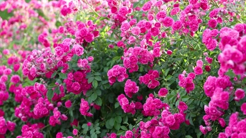 The roses planted in the park Stock Footage 346504506