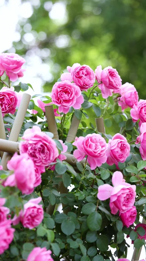 The roses planted in the park Vidéo 346504710