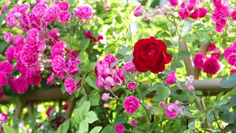 The roses planted in the park 動画素材 346505380