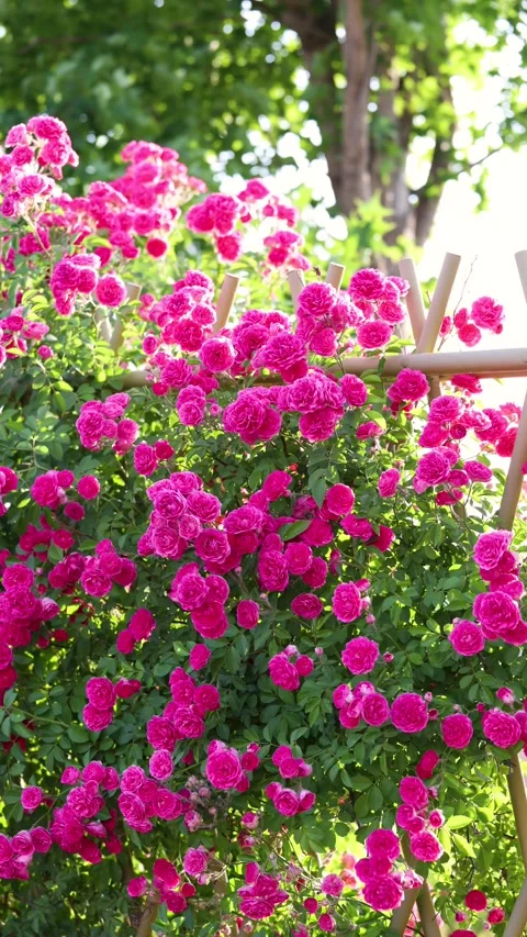 The roses planted in the park Видео 346505392
