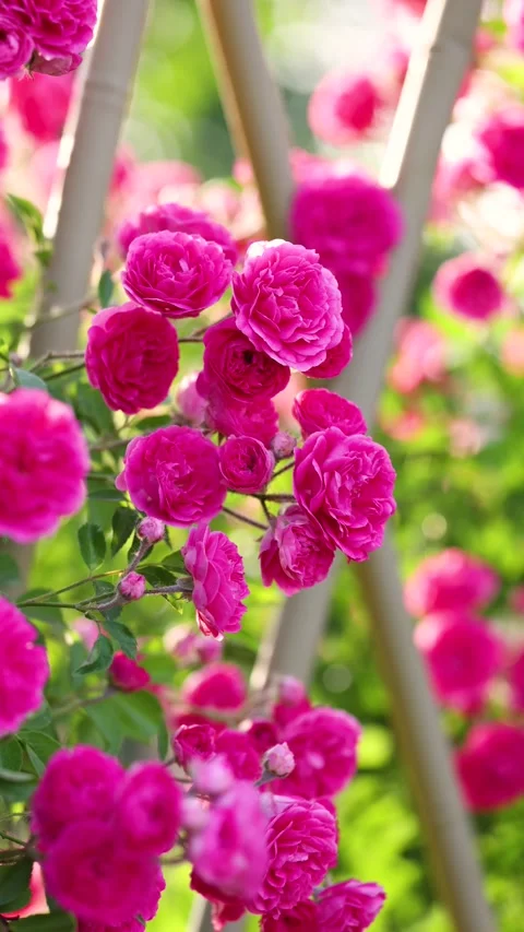 The roses planted in the park Video stock 346505393