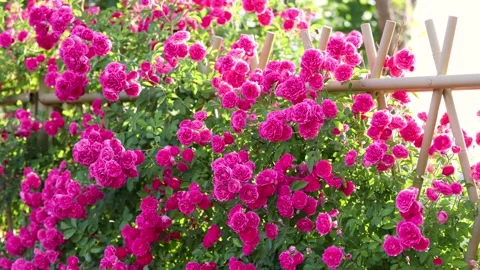 The roses planted in the park Видео 346505394