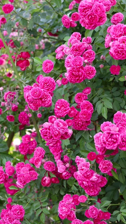 The roses planted in the park Vidéo 346505395