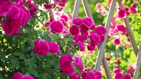The roses planted in the park Stock Footage 346505745