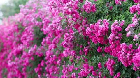 The roses planted in the park Vídeo Stock 346505763