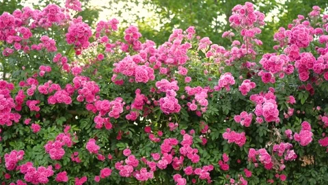 The roses planted in the park 스톡 동영상 346505876
