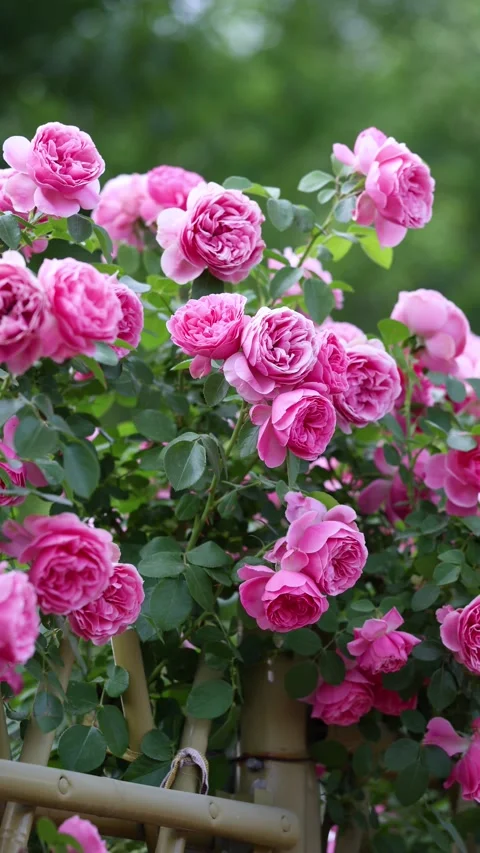 The roses planted in the park 스톡 동영상 346505966