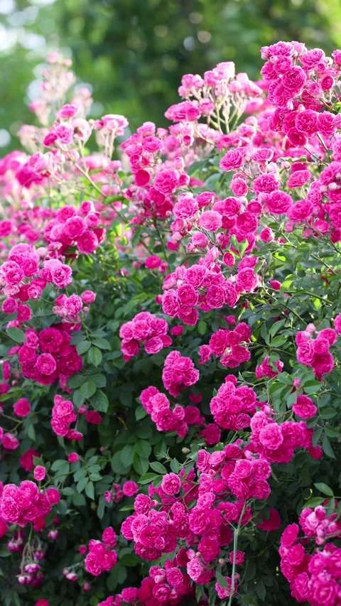 The roses planted in the park Stock-Footage 346512693