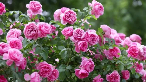 The roses planted in the park Stock-Footage 346512936