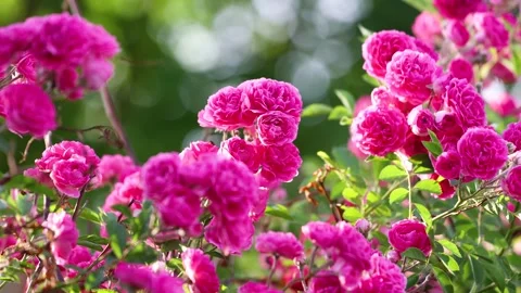The roses planted in the park Stock Footage 346513042