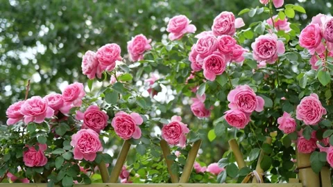 The roses planted in the park Vidéo 346513900