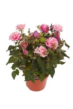 Roses in a pot Stock Photos