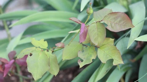Roses problems: Leafcutter bees Vídeo Stock 64114553