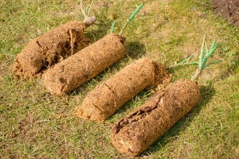 Roses with protected root system, ready for spring planting, seasonal garden  Stock Photos