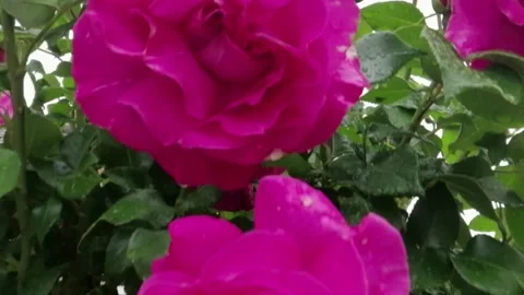 Roses in the rain Stock Footage 132362091