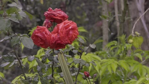 Roses in rain Stock Footage 305783525