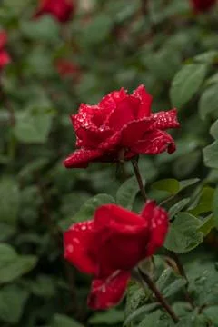Roses in the Rain Stock Photos