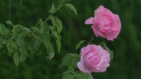 Roses in the rain in spring Stock Footage 75777923