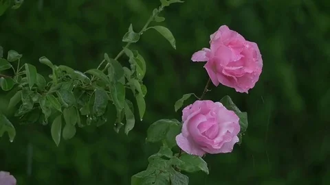 Roses in the rain in spring, slow motion Stock Footage 76345745