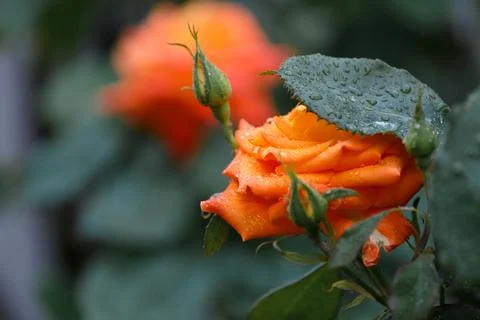Roses in raindrops, floral background Stock Photos