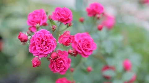 Roses red Bush Stockbeeldmateriaal 106247123