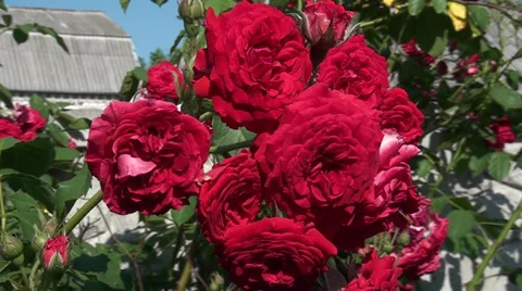 Roses of red color Stock Footage 39718580