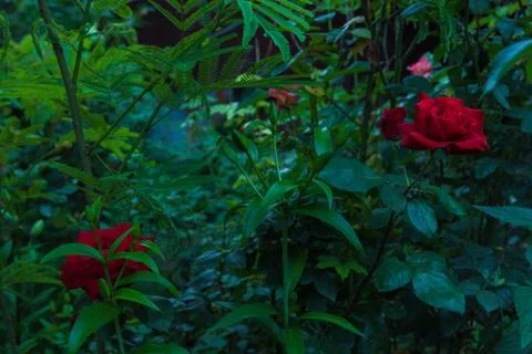 Roses red in the evening Fotos de archivo