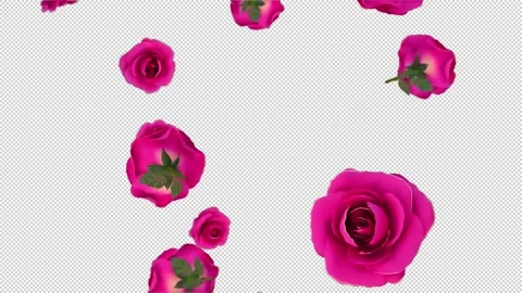 Roses Red Falling Alpha Channel Looped Video Stock Footage 147143643
