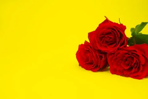 Roses, red on a yellow background. Postcard with space for text. copy space. Stock Photos