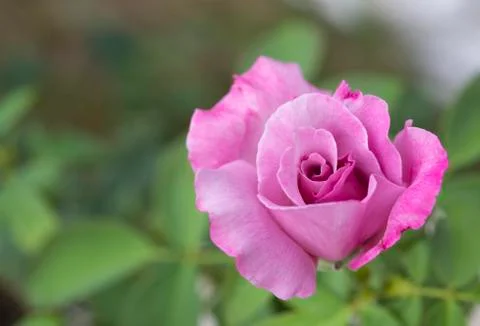 Roses in the rose garden, focus gentle, selective focus. Stock Photos
