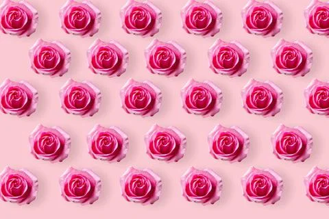 Roses seamless pattern. head of bloom rose isolated on pink background. Templ Stock Photos
