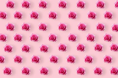 Roses seamless pattern. head of bloom rose isolated on pink background. Templ Stock Photos