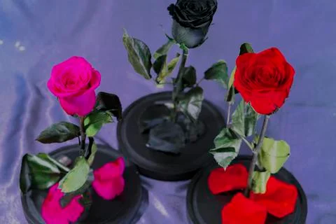 Roses on separate stands. Stock-Fotos