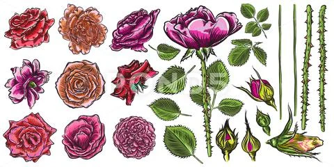 Roses set constructor. Flower collection DIY. Wild flowers mix for cards and Stock Illustration