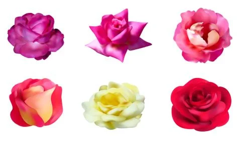 Roses set Stock Illustration