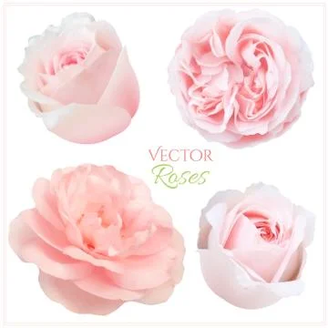 Roses Set Stock Illustration