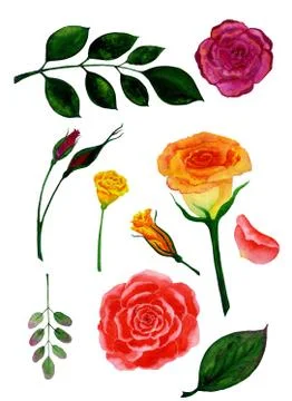 Roses set Stock Illustration