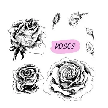 Roses. Set of illustrations Stock Illustration