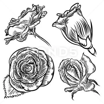 Roses set. Vintage flower collection. Wild flowers mix for design. Vector. Stock Illustration