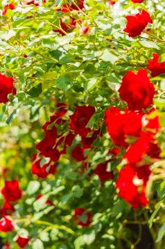 Roses on shrubs Stock Photos