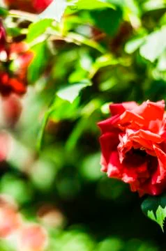 Roses on shrubs Stock Photos
