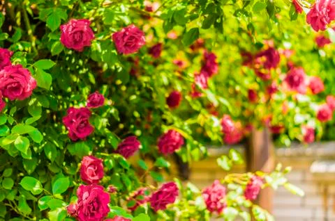 Roses on shrubs Stock Photos