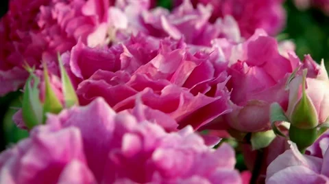 Roses. Slow motion close up tilting. Video stock 63828891