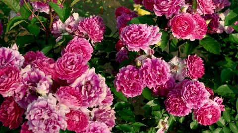 Roses. Slow motion panning. Stock Footage 63828889